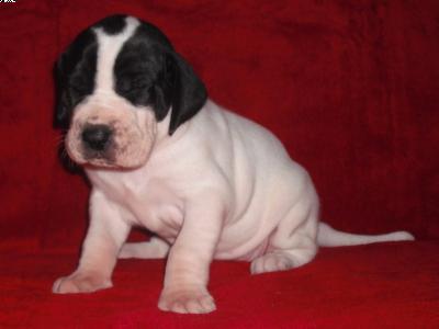 Cora-mia Beaux Chiens