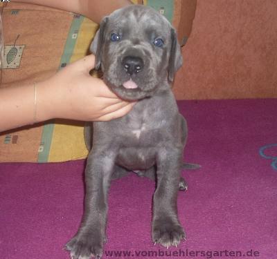 Angelo Vom Bhlers Garten