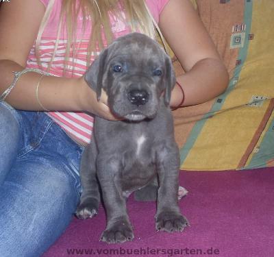 Amadeus Vom B�hlers Garten