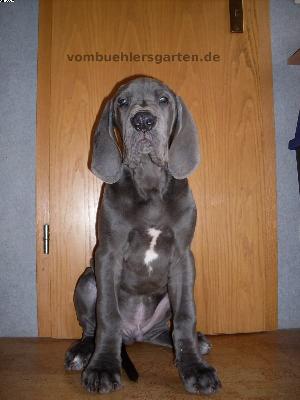 Andy Vom Bhlers Garten