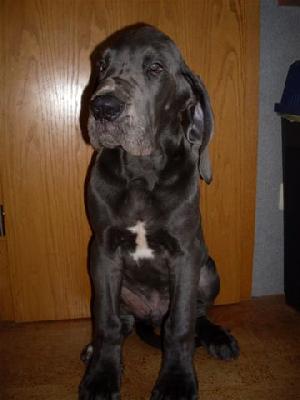 Ch Aramis Vom B�hlers Garten