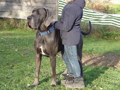 Ch Aramis Vom Bhlers Garten