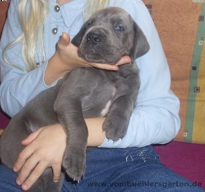 Artus Vom Bhlers Garten