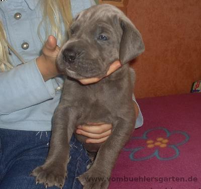 Ch Anny Vom B�hlers Garten