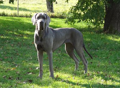 Ch Anny Vom B�hlers Garten