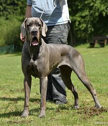 Ch Anny Vom Bhlers Garten