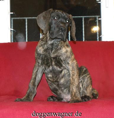 Ranitzki Vom Hause Wagner