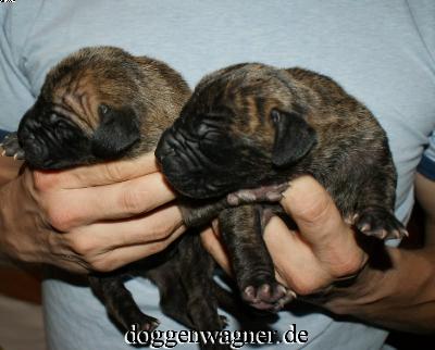 Ranitzki Vom Hause Wagner