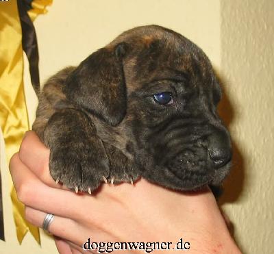 Ranitzki Vom Hause Wagner