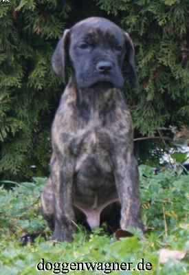 Ranitzki Vom Hause Wagner