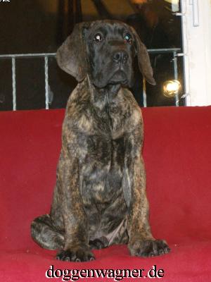 Ranitzki Vom Hause Wagner