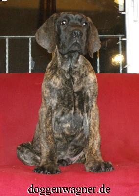 Ranitzki Vom Hause Wagner