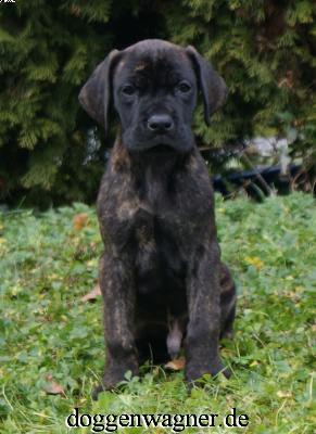 Rossini Vom Hause Wagner