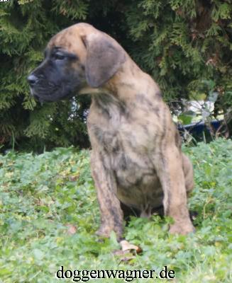 Ch Rashid Vom Hause Wagner