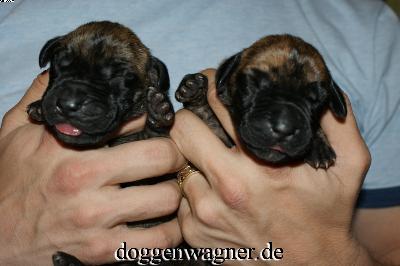 Ch Rashid Vom Hause Wagner