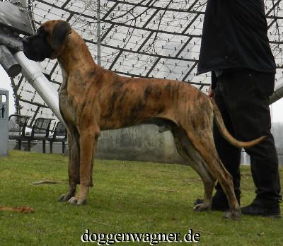 Ch Rashid Vom Hause Wagner
