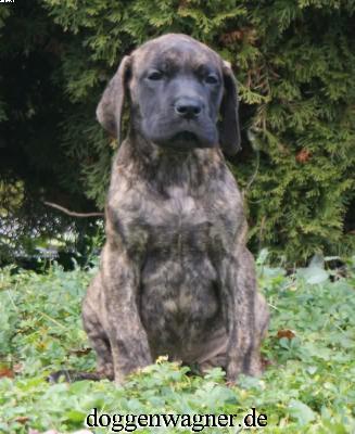 Rumina Vom Hause Wagner