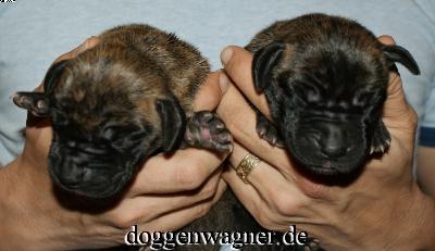 Rumina Vom Hause Wagner