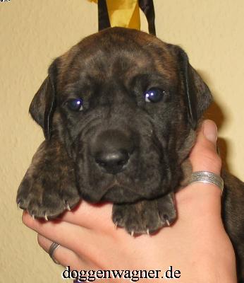 Rumina Vom Hause Wagner