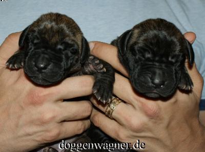 Rebecca Vom Hause Wagner