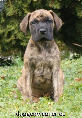 Rebecca Vom Hause Wagner