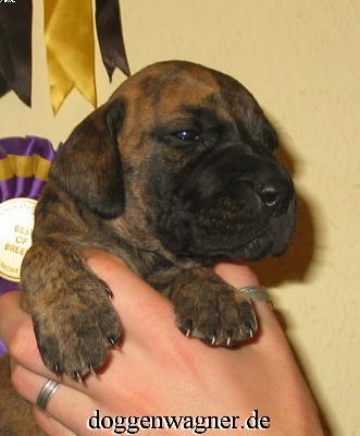 Ch Rikita Vom Hause Wagner