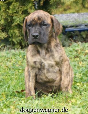 Ch Rikita Vom Hause Wagner