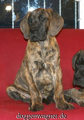 Rianna Vom Hause Wagner