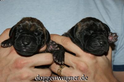 Rianna Vom Hause Wagner