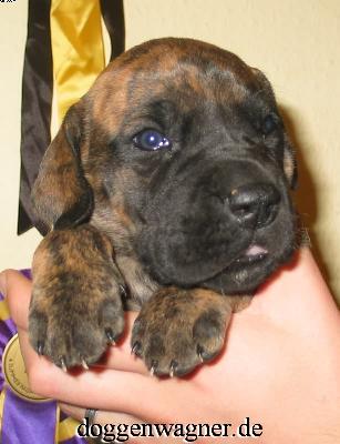 Rianna Vom Hause Wagner