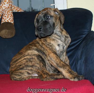 Rianna Vom Hause Wagner