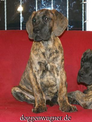 Rianna Vom Hause Wagner