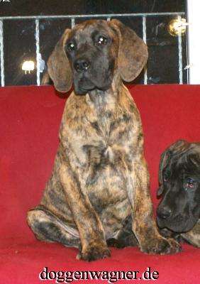 Rianna Vom Hause Wagner