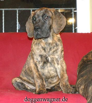 Rianna Vom Hause Wagner