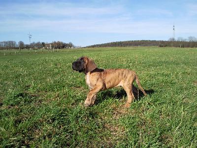 Aljoscha Von Der Lullusglocke