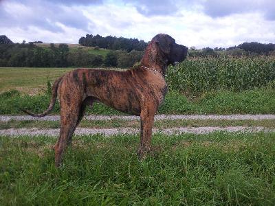 Arlon Von Der Lullusglocke