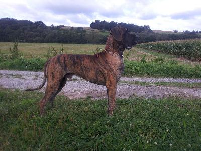 Arlon Von Der Lullusglocke