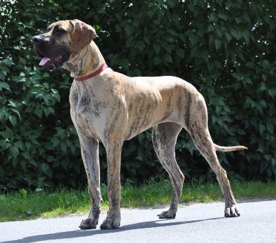 Aisha Von Der Lullusglocke