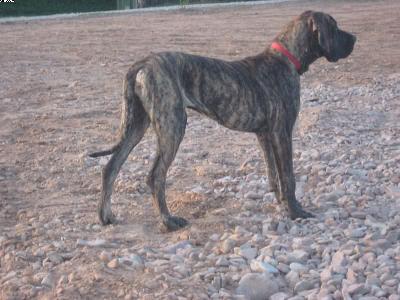 Anastasia Von Der Lullusglocke