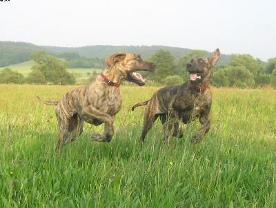 Anastasia Von Der Lullusglocke