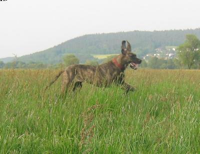 Anastasia Von Der Lullusglocke