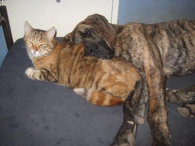 Anastasia Von Der Lullusglocke