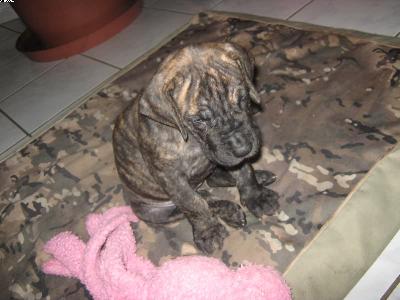 Anuschka Von Der Lullusglocke