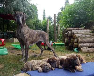 Anuschka Von Der Lullusglocke