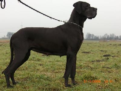 Sinfonie Vom Mephisto