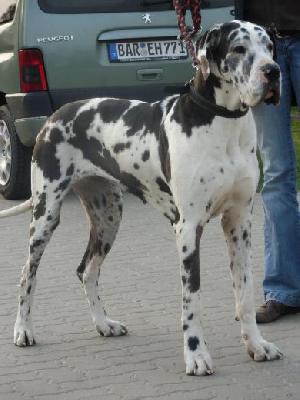 V-bomb German Design Vom Mephisto