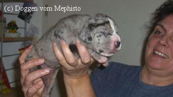 Abraxas Vom Mephisto