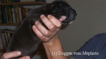 Anima Candida Vom Mephisto