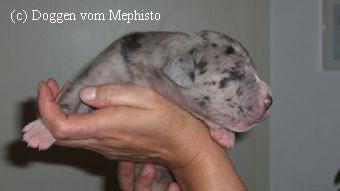 Alraune Vom Mephisto