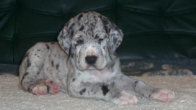 Alraune Vom Mephisto